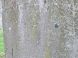 image of grave number 557572